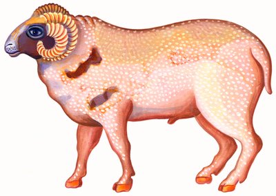 Widder der Ram von Jane Tattersfield