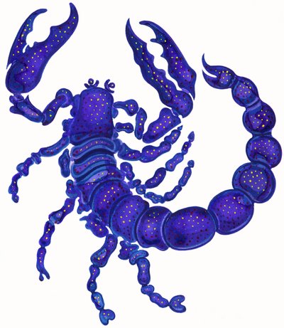Skorpion von Jane Tattersfield