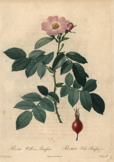 Rosa Apfelrose, Rosa villosa. von Jean Baptiste Chapuy