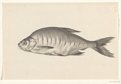 Fisch, nach links liegend, mit Einschnitten von Jean Bernard