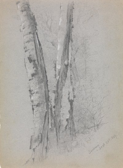Studie von Birkenstämmen, Scribners