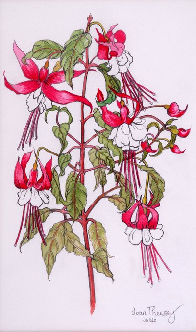 Fuchsien, 2000, Bleistift mit Aquarell von Joan Thewsey