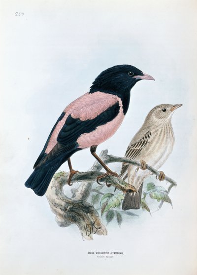 Rosenfarbener Star von Johan Gerard Keulemans