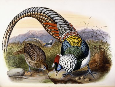 Thaumalea Amherstiae von Johan Gerard Keulemans