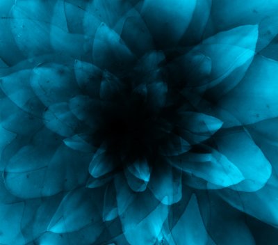 Blaue Blume von Johan Lilja