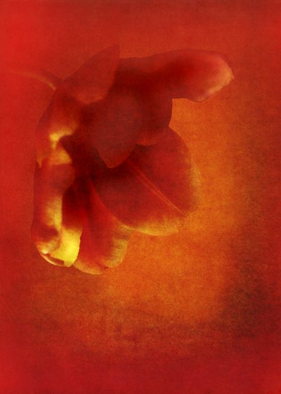 Blume in Rot von Johan Lilja