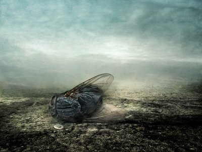 Fliege, 2013 von Johan Lilja