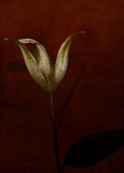 Lilie, 2015 von Johan Lilja