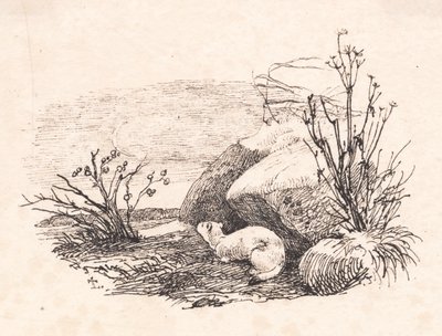 Hermelin von Johan Thomas Lundbye