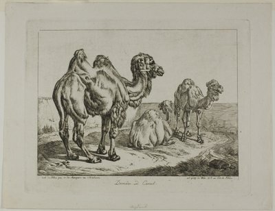 Dromedar und Kamel von Johann Adam Klein