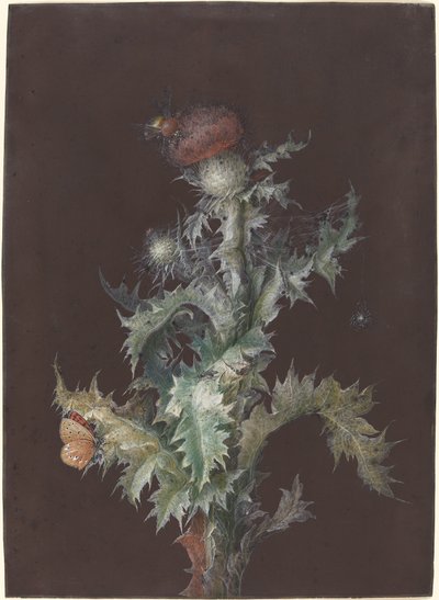 Distel mit Insekten, ca. 1755 von Johann Christoph Dietzsch