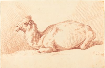 Ein Dromedar von Johann Elias Ridinger