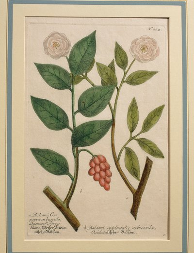 Balsami occidentalis arbuscula, kolorierte Gravur von Johann Wilhelm Weinmann