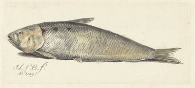 Fint von Johannes le Francq van Berkhey