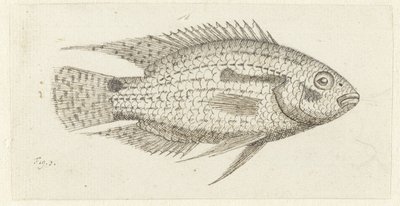 Tropischer Fisch Chromis epse von Johannes le Francq van Berkhey