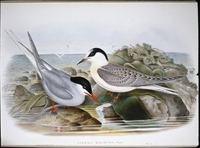 Küstenseeschwalbe (Sterna Macrura) von John (after) Gould