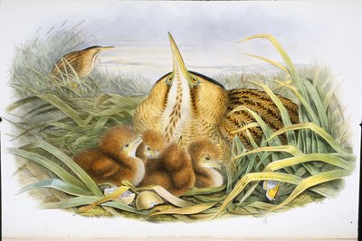 Rohrdommel (Botaurus Stellaris) von John (after) Gould