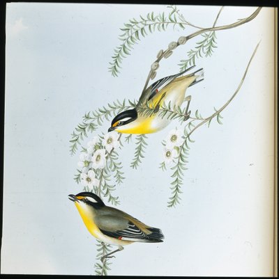 Schwarzkopf-Pardalote (Pardalotus Melanocephalus) von John (after) Gould