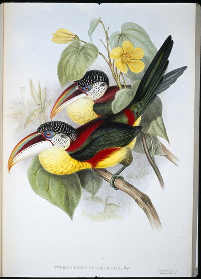 Lockenkamm-Aracari (Pteroglossus Beauharnaisi) von John (after) Gould