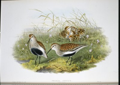 Alpenstrandläufer von John (after) Gould