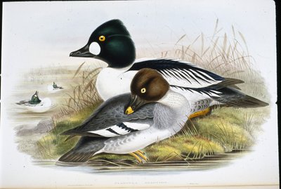 Goldauge (Clangula Glaucion) von John (after) Gould