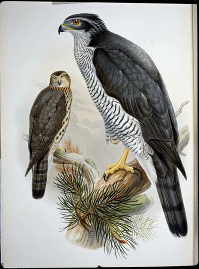 Habicht (Astur Palumbarius) von John (after) Gould