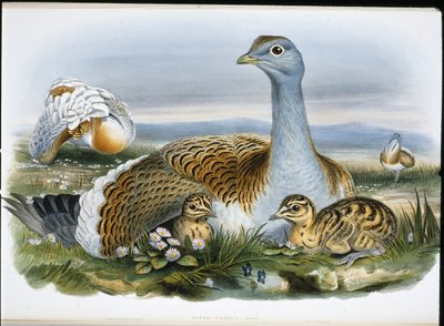 Großtrappe (Otis Tarda) von John (after) Gould