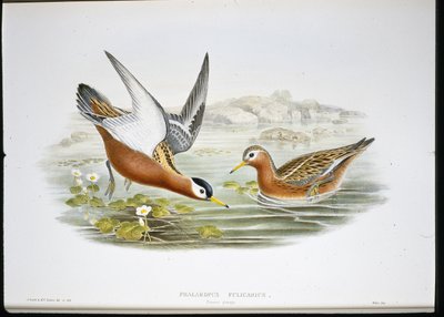 Thorshühnchen (Phalaropus Fulicarius) von John (after) Gould