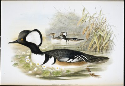 Kappensäger (Mergus Cucullatus) von John (after) Gould