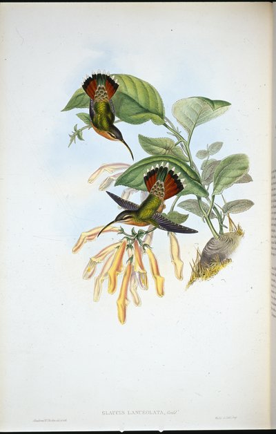 Lanzett-Hermelin von John (after) Gould