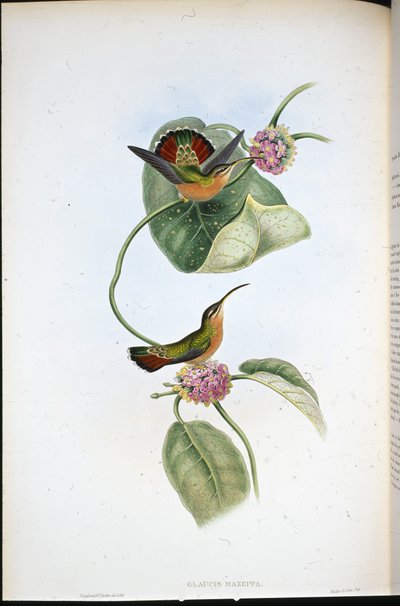 Mazeppa-Einsiedler (Glaucis Mazeppa) von John (after) Gould