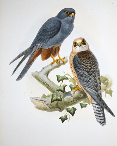 Rotfußfalke von John (after) Gould