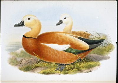 Rostgans (Casaraca Rutila) von John (after) Gould