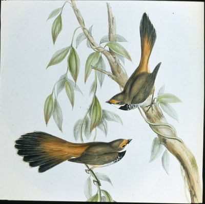 Rotstirn-Fächerschwanz (Rhipidura Rufifrons) von John (after) Gould