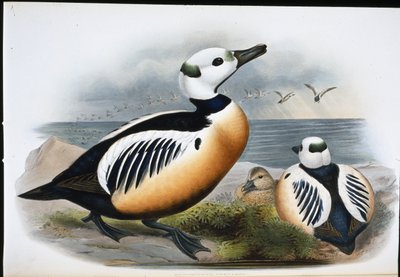 Stellers Ente (Eniconetta Stelleri) von John (after) Gould