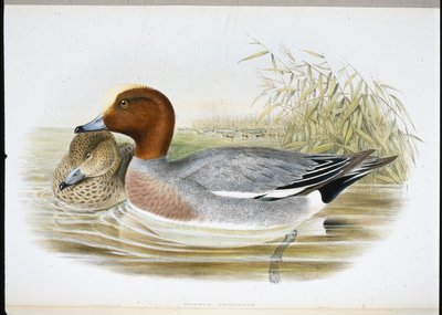 Pfeifente (Mareca Penelope) von John (after) Gould