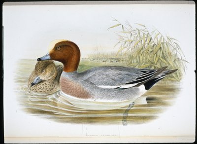 Pfeifente von John (after) Gould