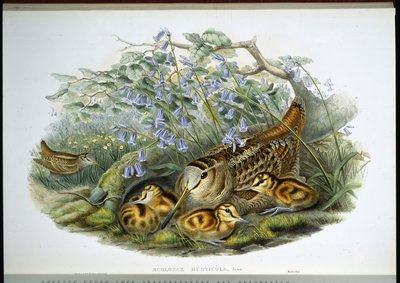 Waldschnepfe (handkolorierte Lithografie) von John (after) Gould