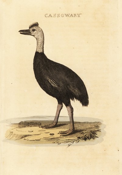 Südlicher Kasuar, Casuarius casuarius von John (after) Latham