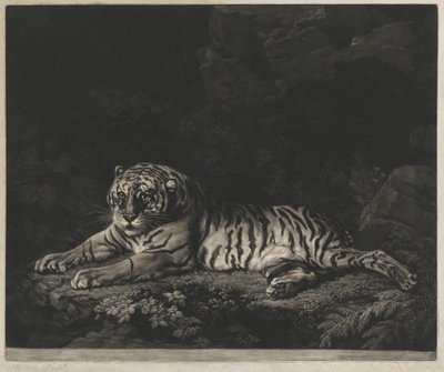 Eine Tigerin von John Dixon after George Stubbs