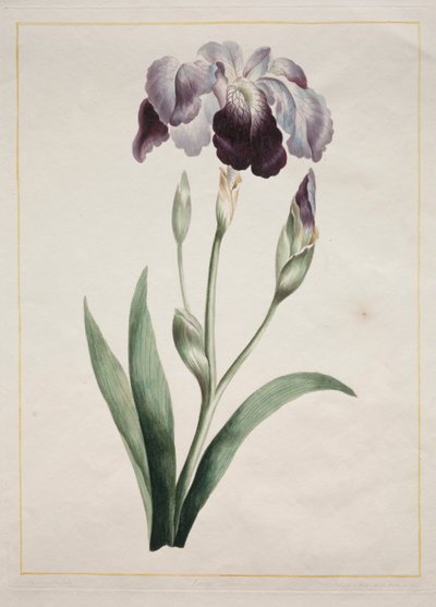 Japanische Iris (Große blaue Iris) von John Edwards