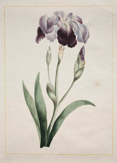 Japanische Iris Große Blaue Iris, 1801 von John Edwards