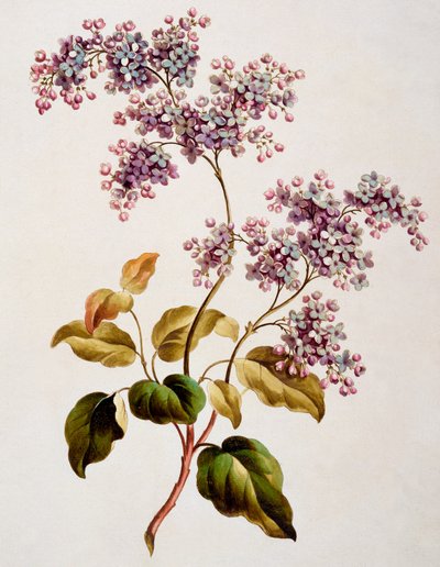 Schottischer Flieder, veröffentlicht 1793 von John Edwards