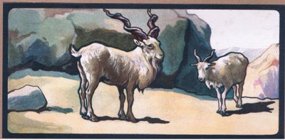 Markhor (Ziege) von John Edwin Noble
