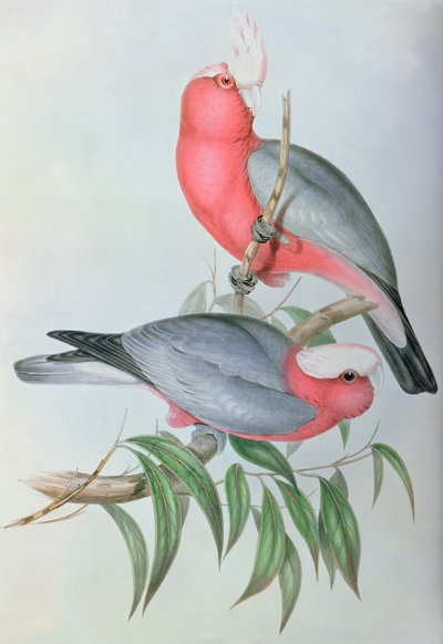 Vögel Asiens von John Gould