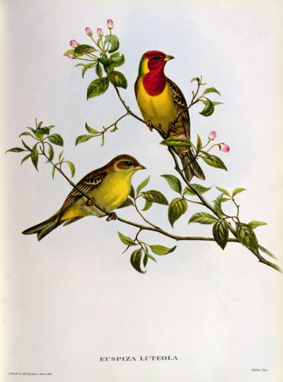 Euspiza Luteola, 19. Jahrhundert von John Gould
