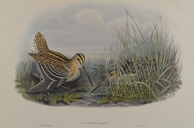 Großer Schnepfe von John Gould