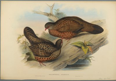 Rothuhn von John Gould