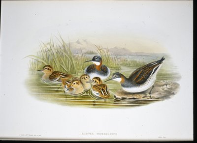 Glanzibis (Falcinellus Igneus) von John Gould