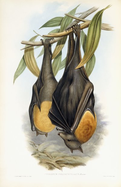 Graukopf-Flughund von John Gould